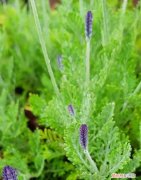 适合南方养的衣草品种有哪些,薰衣草什么品种适合种室外