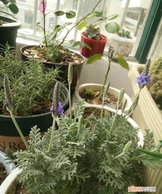 适合南方养的衣草品种有哪些,薰衣草什么品种适合种室外