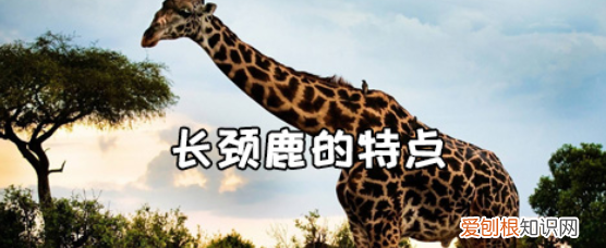 长颈鹿的特点，怎么介绍长颈鹿的特点