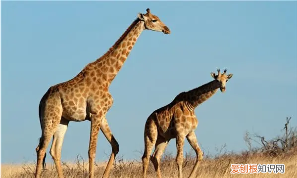 长颈鹿的特点，怎么介绍长颈鹿的特点
