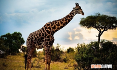 长颈鹿的特点，怎么介绍长颈鹿的特点