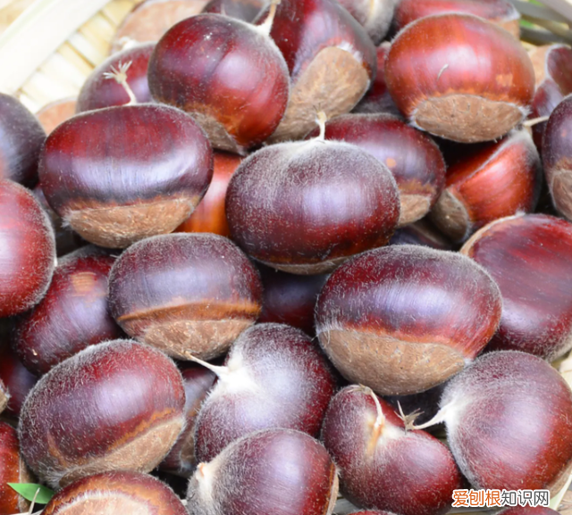 板栗冷冻要煮熟还是生冻