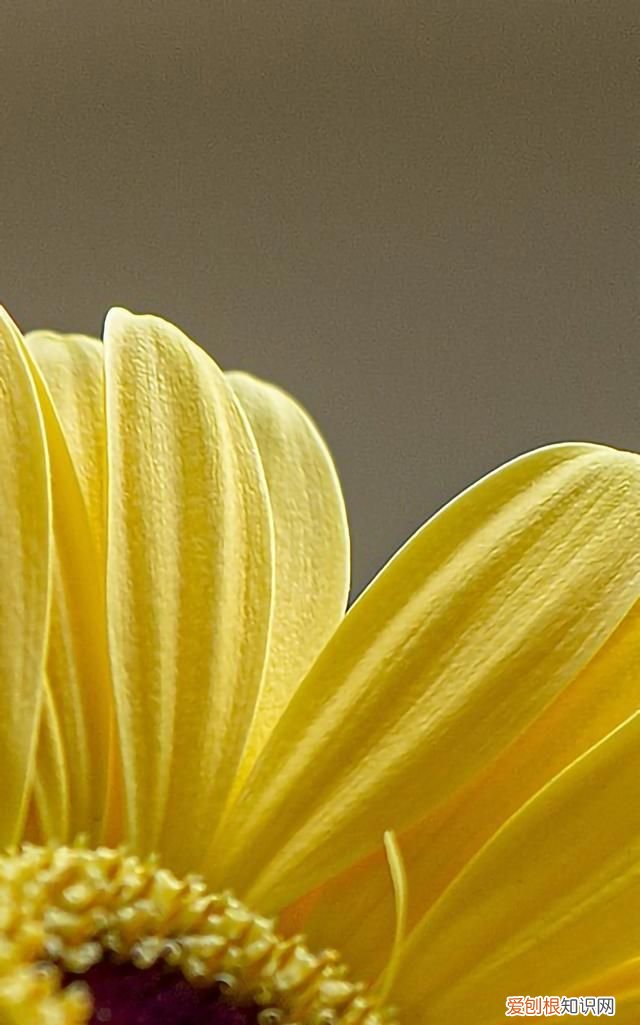 最美各种花卉手机屏幕壁纸 适合用来做手机锁屏的壁纸