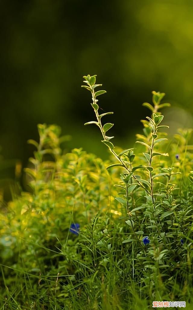 最美各种花卉手机屏幕壁纸 适合用来做手机锁屏的壁纸