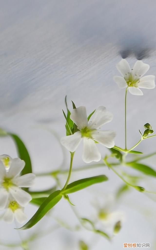 最美各种花卉手机屏幕壁纸 适合用来做手机锁屏的壁纸
