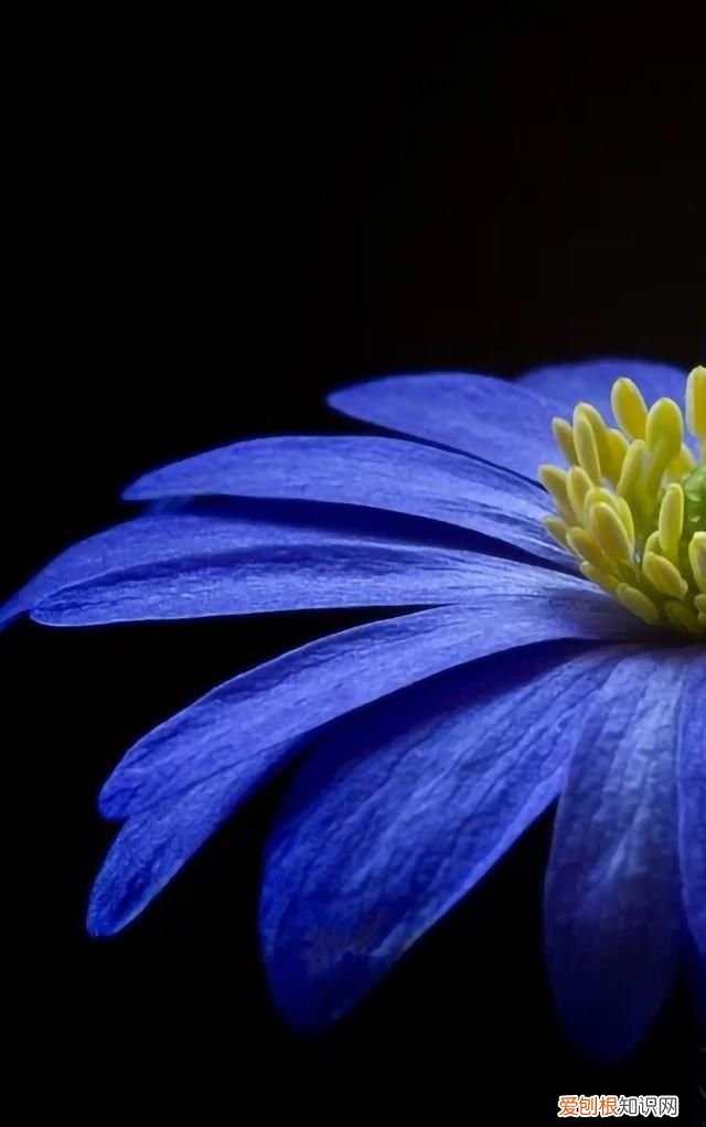 最美各种花卉手机屏幕壁纸 适合用来做手机锁屏的壁纸