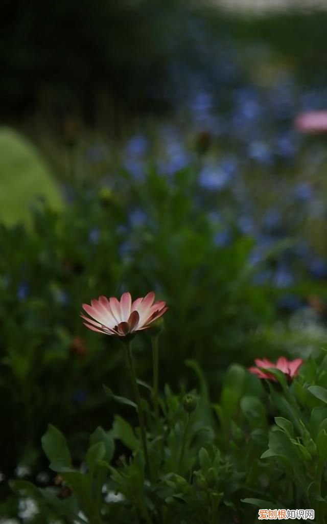 最美各种花卉手机屏幕壁纸 适合用来做手机锁屏的壁纸