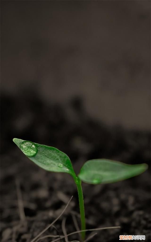 最美各种花卉手机屏幕壁纸 适合用来做手机锁屏的壁纸