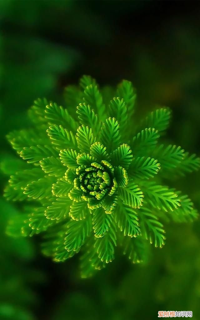 最美各种花卉手机屏幕壁纸 适合用来做手机锁屏的壁纸