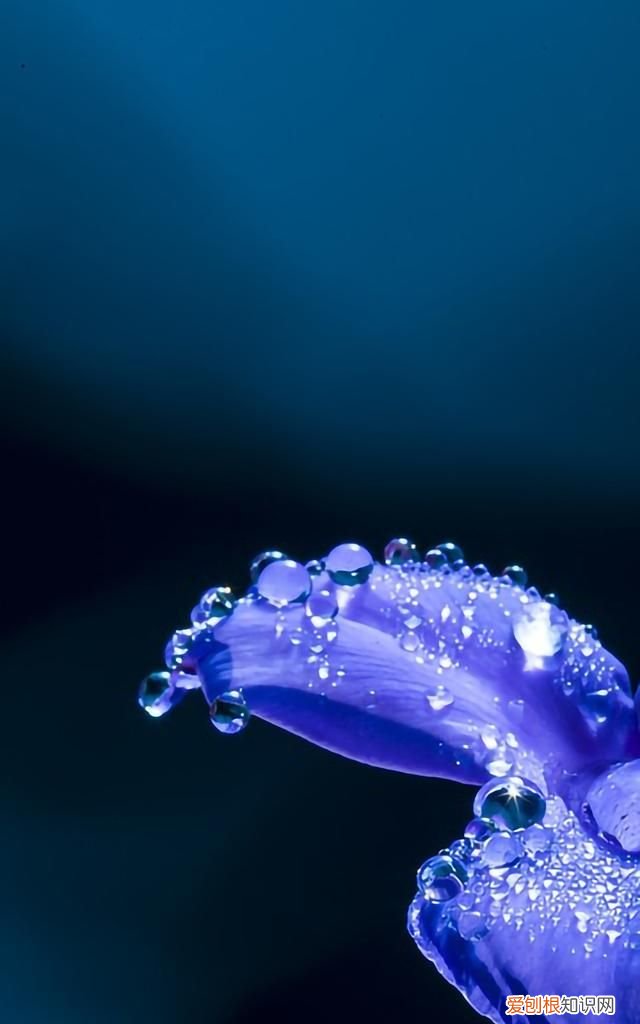 最美各种花卉手机屏幕壁纸 适合用来做手机锁屏的壁纸