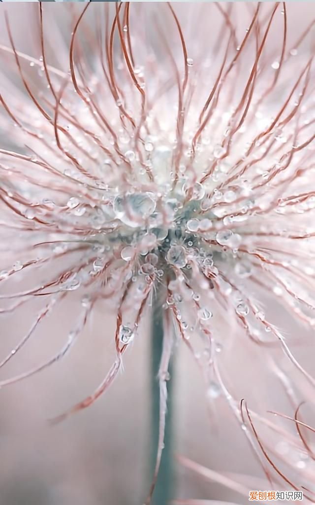 最美各种花卉手机屏幕壁纸 适合用来做手机锁屏的壁纸