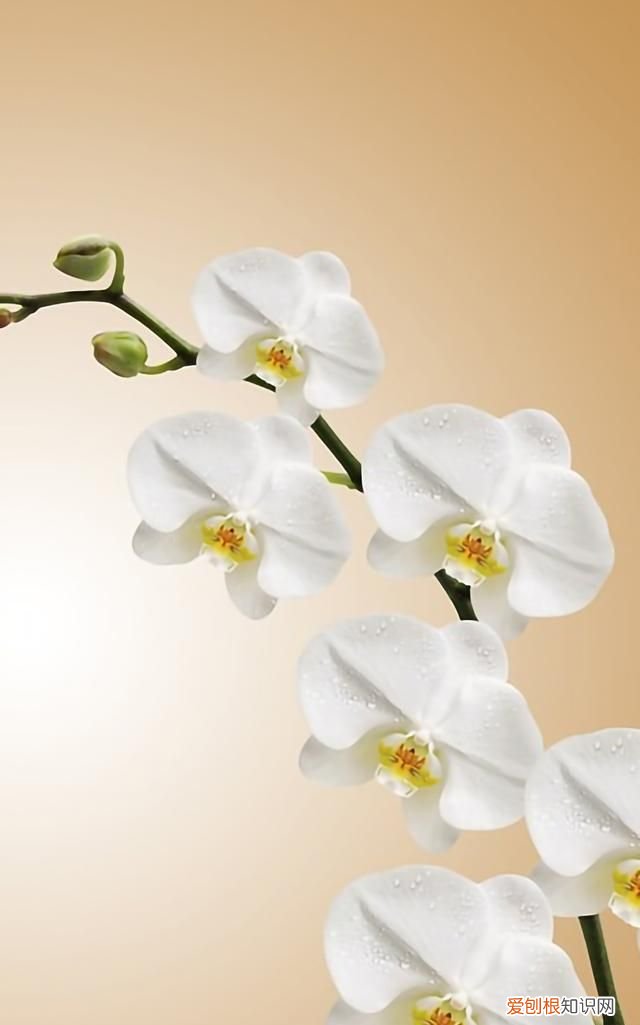 最美各种花卉手机屏幕壁纸 适合用来做手机锁屏的壁纸