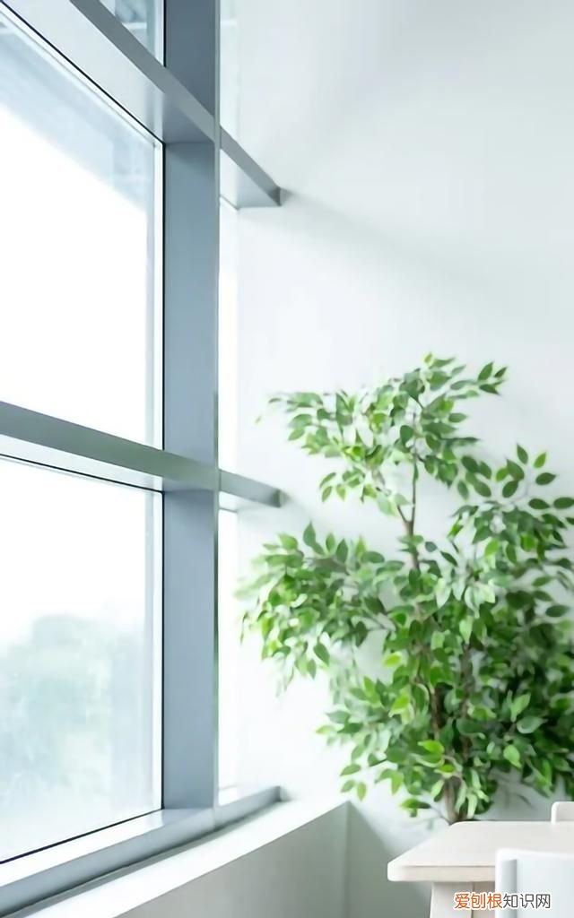 最美各种花卉手机屏幕壁纸 适合用来做手机锁屏的壁纸