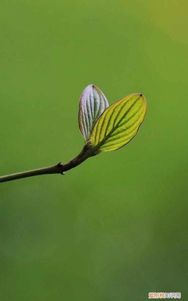 最美各种花卉手机屏幕壁纸 适合用来做手机锁屏的壁纸
