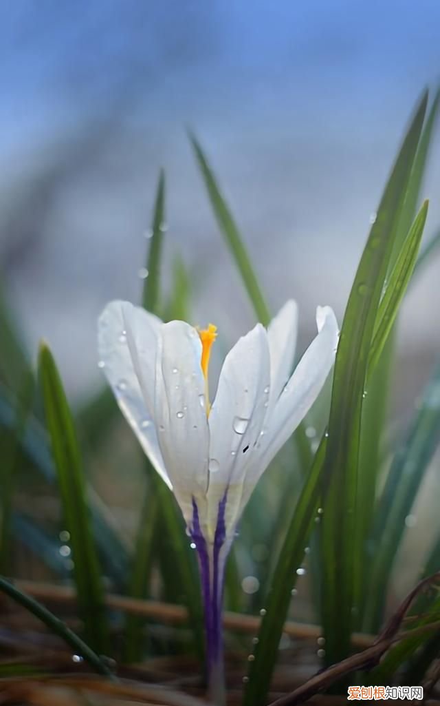 最美各种花卉手机屏幕壁纸 适合用来做手机锁屏的壁纸