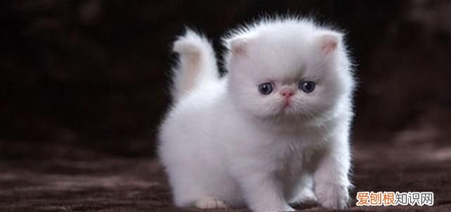 猫为什么炸毛是生病吗