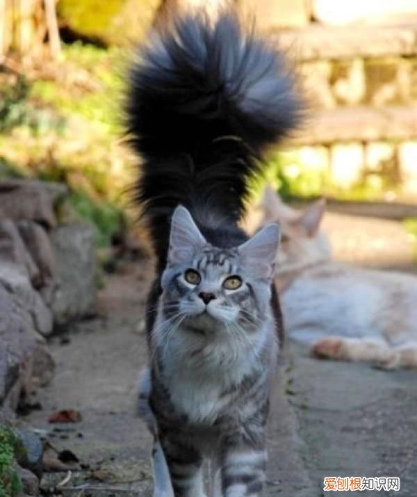 猫为什么炸毛是生病吗