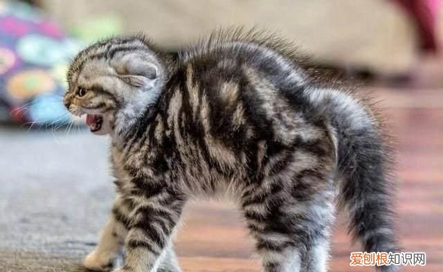 猫为什么炸毛是生病吗