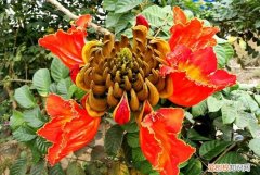 燃愿玛瑙块火焰树不掉怎么办，5星燃愿玛瑙块什么时候可以合成