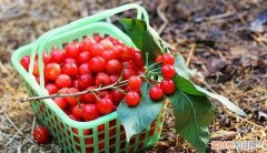 樱桃酒泡多长时间就可以喝了