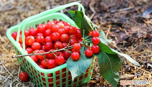 樱桃酒泡多长时间就可以喝了