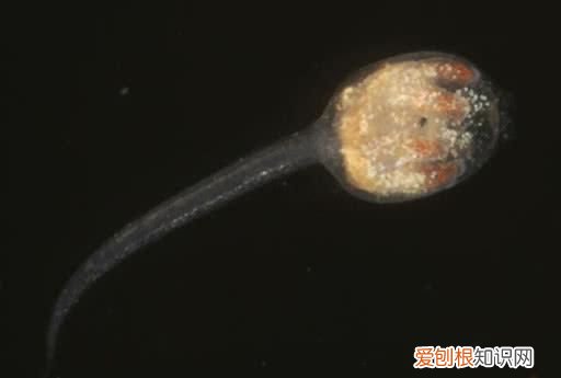 海鞘刺身哪种好吃,海鞘刺身全过程