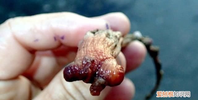 海鞘刺身哪种好吃,海鞘刺身全过程