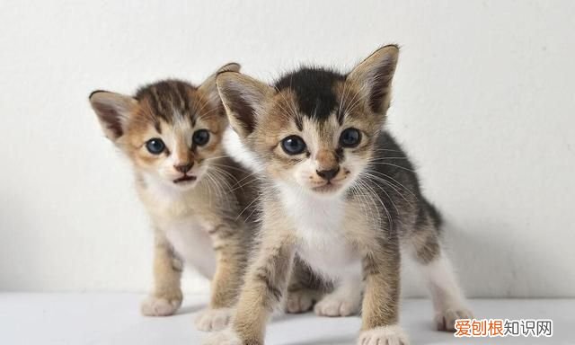 家里有蟑螂不用愁用这招轻松消灭