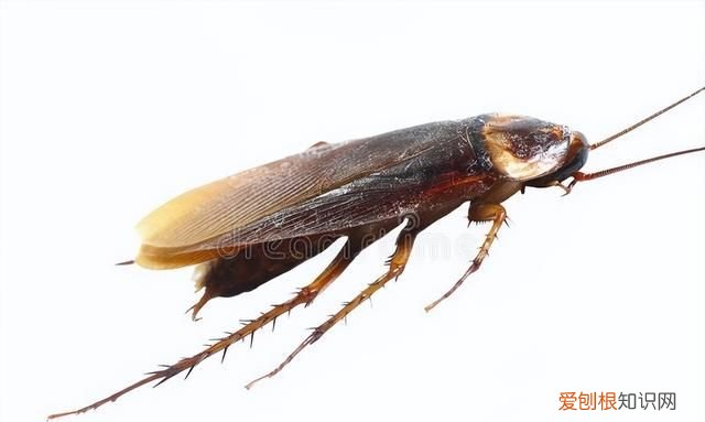 家里有蟑螂不用愁用这招轻松消灭