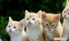 猫咪什么时候吃幼猫粮和成猫粮，小猫什么时候开始可以吃猫粮啊