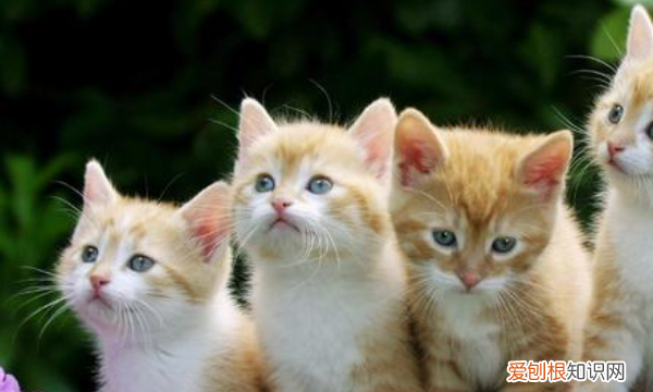 猫咪什么时候吃幼猫粮和成猫粮，小猫什么时候开始可以吃猫粮啊