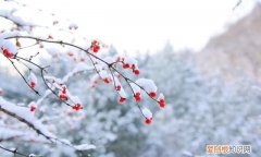 岁暮清欢,冬来无恙,愿你世界犹如暖阳,明媚不忧伤!