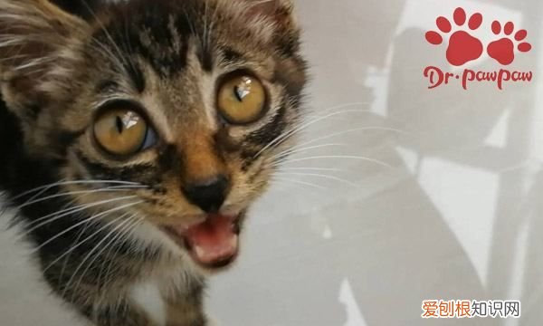 猫咪能吃生骨肉,猫咪为什么要吃生牛肉