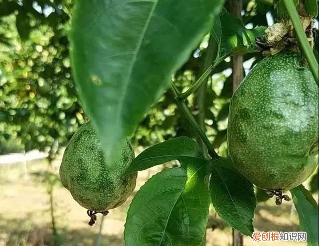 百香果病害图谱及防治有哪些,百香果主要病害及防治