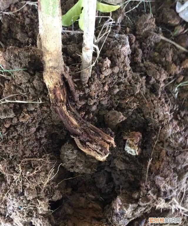 百香果病害图谱及防治有哪些,百香果主要病害及防治