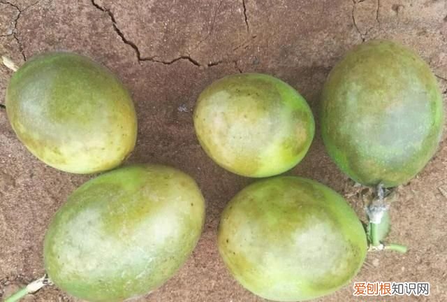 百香果病害图谱及防治有哪些,百香果主要病害及防治