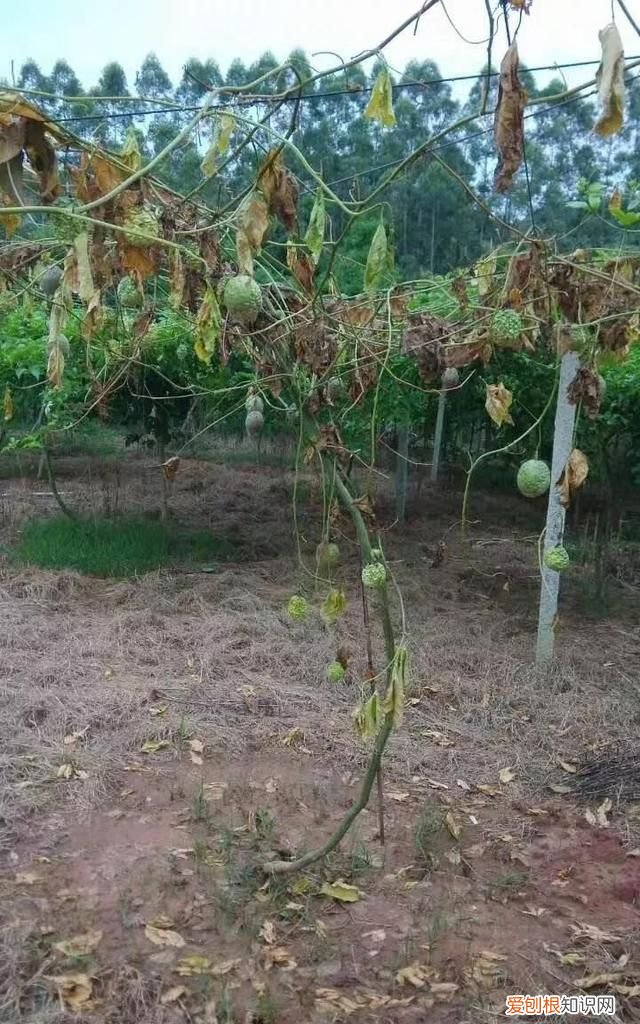 百香果病害图谱及防治有哪些,百香果主要病害及防治