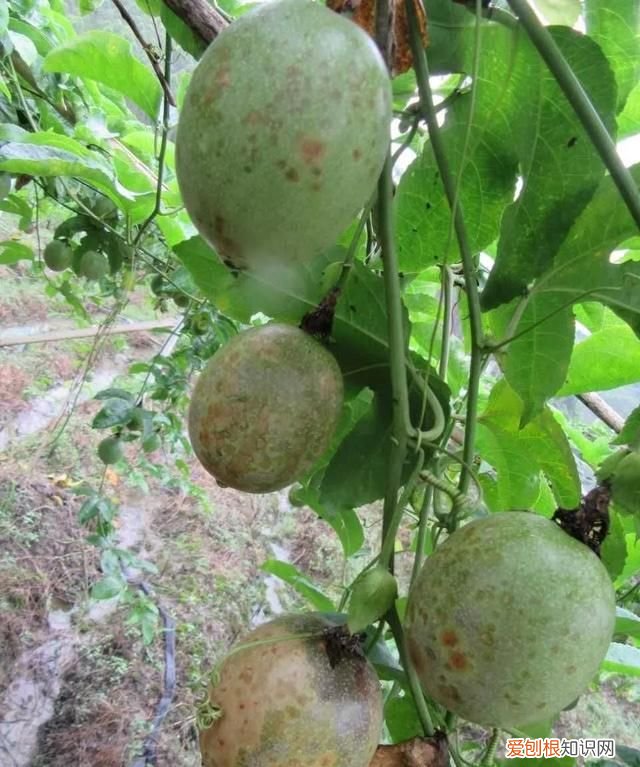 百香果病害图谱及防治有哪些,百香果主要病害及防治