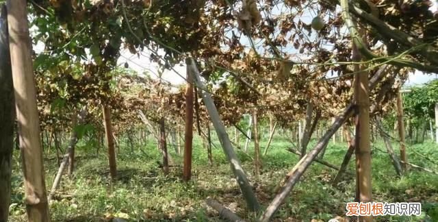 百香果病害图谱及防治有哪些,百香果主要病害及防治