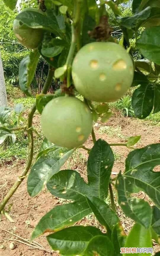 百香果病害图谱及防治有哪些,百香果主要病害及防治