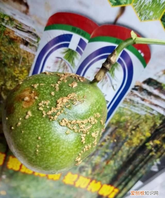 百香果病害图谱及防治有哪些,百香果主要病害及防治