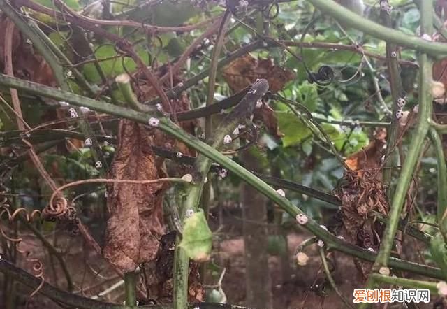 百香果病害图谱及防治有哪些,百香果主要病害及防治