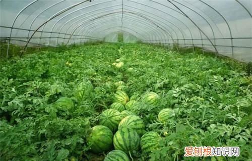 西瓜不结瓜是什么原因，自家种的西瓜怎么打广告