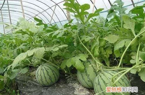 西瓜不结瓜是什么原因，自家种的西瓜怎么打广告