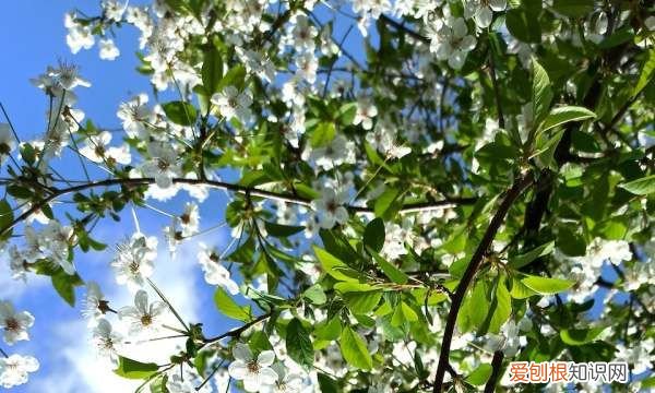 春分的风俗是什么，春分踏青是什么意思