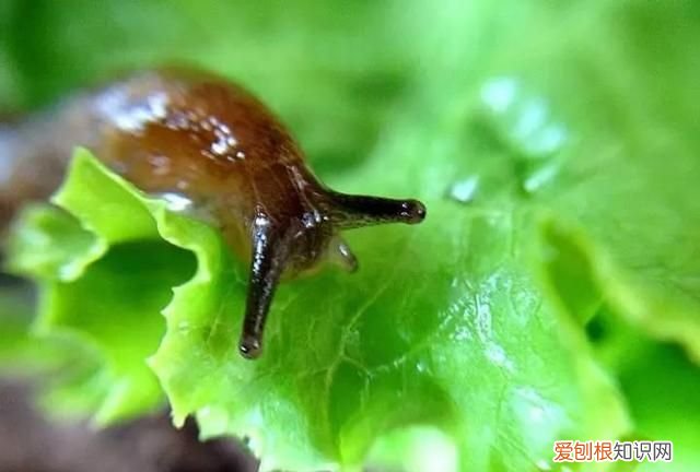 怎样清除蜗牛粘液 怎么消灭蜗牛和鼻涕虫