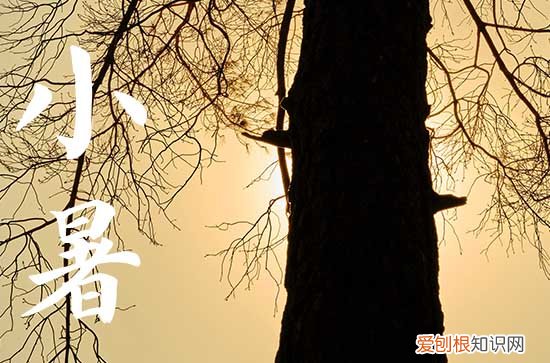 小暑可以进补吗 小暑为什么要吃藕