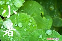 2023年小暑是入伏第一天吗 小暑适合喝什么茶