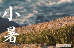 2023年小暑是入伏吗 小暑跟入伏有什么区别