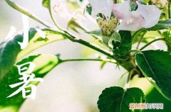 小暑就是暑伏吗 小暑在三伏天的哪个阶段